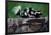 Eastern Spotted Skunk-W. Perry Conway-Framed Premium Photographic Print