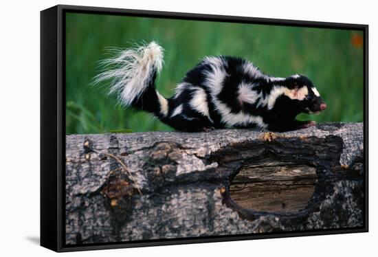 Eastern Spotted Skunk-W. Perry Conway-Framed Stretched Canvas