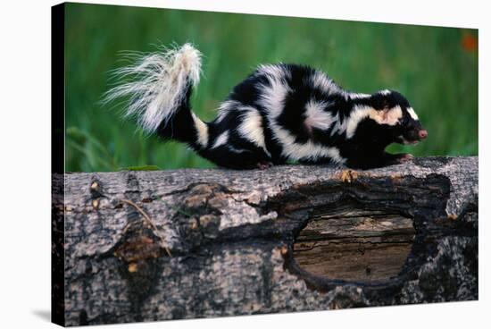 Eastern Spotted Skunk-W. Perry Conway-Stretched Canvas