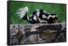 Eastern Spotted Skunk-W. Perry Conway-Framed Stretched Canvas