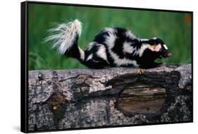 Eastern Spotted Skunk-W. Perry Conway-Framed Stretched Canvas