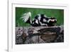 Eastern Spotted Skunk-W. Perry Conway-Framed Photographic Print