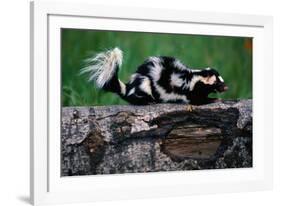 Eastern Spotted Skunk-W. Perry Conway-Framed Photographic Print