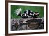 Eastern Spotted Skunk-W. Perry Conway-Framed Photographic Print