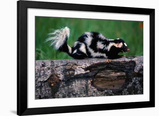 Eastern Spotted Skunk-W. Perry Conway-Framed Photographic Print