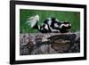 Eastern Spotted Skunk-W. Perry Conway-Framed Photographic Print