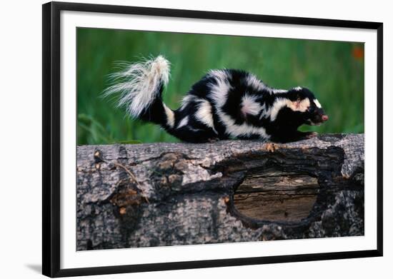 Eastern Spotted Skunk-W. Perry Conway-Framed Photographic Print