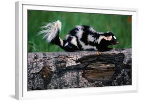 Eastern Spotted Skunk-W. Perry Conway-Framed Photographic Print