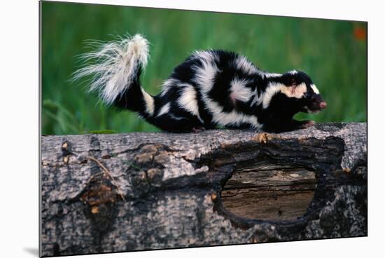 Eastern Spotted Skunk-W. Perry Conway-Mounted Photographic Print