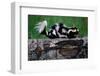 Eastern Spotted Skunk-W. Perry Conway-Framed Photographic Print