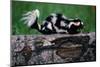 Eastern Spotted Skunk-W. Perry Conway-Mounted Photographic Print