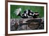 Eastern Spotted Skunk-W. Perry Conway-Framed Photographic Print