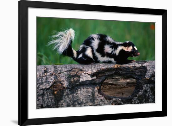 Eastern Spotted Skunk-W. Perry Conway-Framed Photographic Print