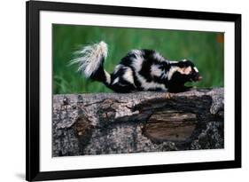 Eastern Spotted Skunk-W. Perry Conway-Framed Photographic Print