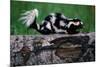 Eastern Spotted Skunk-W. Perry Conway-Mounted Photographic Print