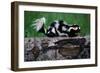 Eastern Spotted Skunk-W. Perry Conway-Framed Photographic Print