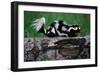 Eastern Spotted Skunk-W. Perry Conway-Framed Photographic Print