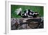 Eastern Spotted Skunk-W. Perry Conway-Framed Photographic Print