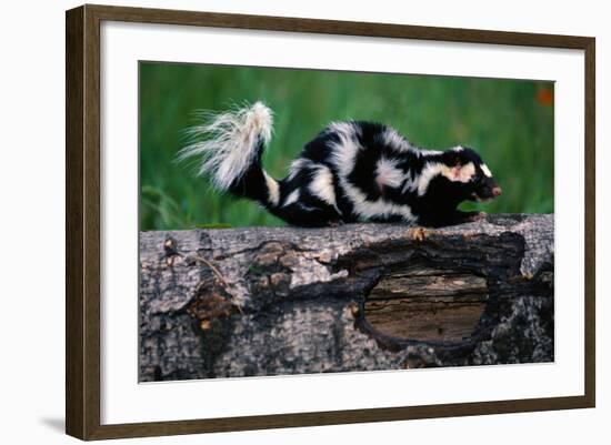 Eastern Spotted Skunk-W. Perry Conway-Framed Photographic Print