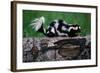 Eastern Spotted Skunk-W. Perry Conway-Framed Photographic Print