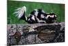 Eastern Spotted Skunk-W. Perry Conway-Mounted Photographic Print
