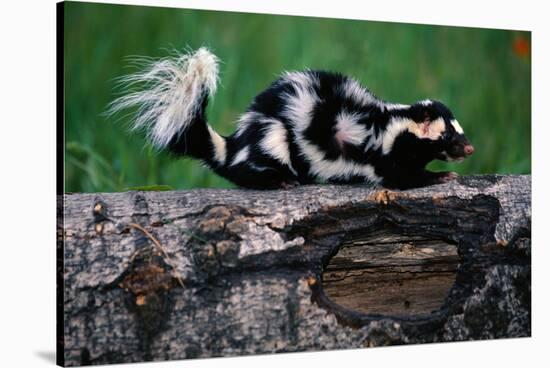 Eastern Spotted Skunk-W. Perry Conway-Stretched Canvas