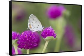 Eastern Tailed-Blue on Globe Amaranth, Illinois-Richard & Susan Day-Framed Stretched Canvas