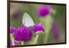 Eastern Tailed-Blue on Globe Amaranth, Illinois-Richard & Susan Day-Framed Photographic Print