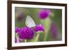 Eastern Tailed-Blue on Globe Amaranth, Illinois-Richard & Susan Day-Framed Photographic Print