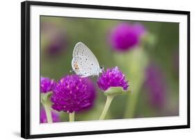 Eastern Tailed-Blue on Globe Amaranth, Illinois-Richard & Susan Day-Framed Photographic Print