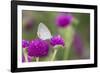 Eastern Tailed-Blue on Globe Amaranth, Illinois-Richard & Susan Day-Framed Photographic Print