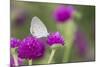 Eastern Tailed-Blue on Globe Amaranth, Illinois-Richard & Susan Day-Mounted Photographic Print