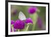 Eastern Tailed-Blue on Globe Amaranth, Illinois-Richard & Susan Day-Framed Photographic Print