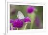 Eastern Tailed-Blue on Globe Amaranth, Illinois-Richard & Susan Day-Framed Premium Photographic Print