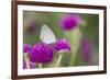 Eastern Tailed-Blue on Globe Amaranth, Illinois-Richard & Susan Day-Framed Premium Photographic Print