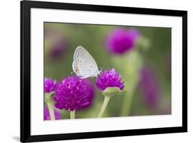 Eastern Tailed-Blue on Globe Amaranth, Illinois-Richard & Susan Day-Framed Premium Photographic Print