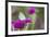 Eastern Tailed-Blue on Globe Amaranth, Illinois-Richard & Susan Day-Framed Premium Photographic Print