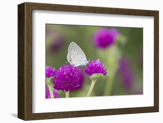 Eastern Tailed-Blue on Globe Amaranth, Illinois-Richard & Susan Day-Framed Photographic Print