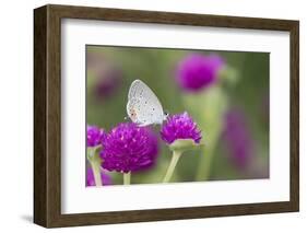 Eastern Tailed-Blue on Globe Amaranth, Illinois-Richard & Susan Day-Framed Photographic Print