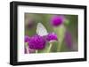 Eastern Tailed-Blue on Globe Amaranth, Illinois-Richard & Susan Day-Framed Photographic Print