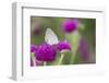 Eastern Tailed-Blue on Globe Amaranth, Illinois-Richard & Susan Day-Framed Photographic Print