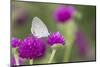 Eastern Tailed-Blue on Globe Amaranth, Illinois-Richard & Susan Day-Mounted Photographic Print