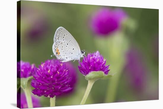 Eastern Tailed-Blue on Globe Amaranth, Illinois-Richard & Susan Day-Stretched Canvas