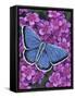 Eastern Tailed Blue-Marilyn Barkhouse-Framed Stretched Canvas