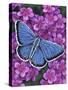 Eastern Tailed Blue-Marilyn Barkhouse-Stretched Canvas