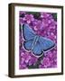 Eastern Tailed Blue-Marilyn Barkhouse-Framed Art Print