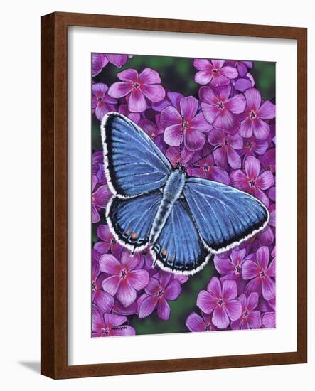 Eastern Tailed Blue-Marilyn Barkhouse-Framed Art Print