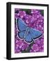 Eastern Tailed Blue-Marilyn Barkhouse-Framed Art Print