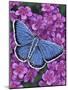 Eastern Tailed Blue-Marilyn Barkhouse-Mounted Art Print