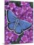 Eastern Tailed Blue-Marilyn Barkhouse-Mounted Art Print